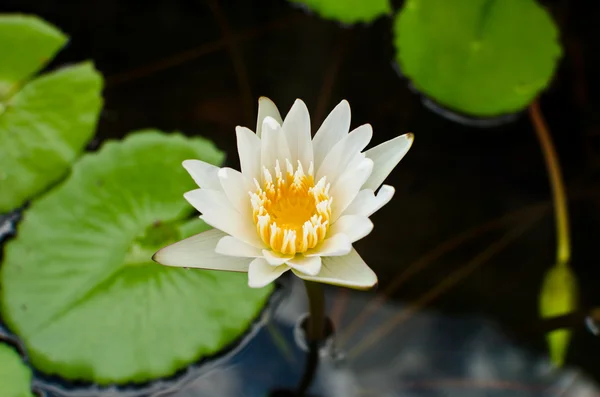 White lotus in the nature park. — Stock Photo, Image