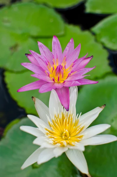 Close up purple and white lotus in the park — Stock Photo, Image