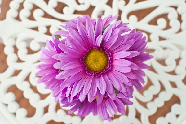 Paarse bloem. — Stockfoto