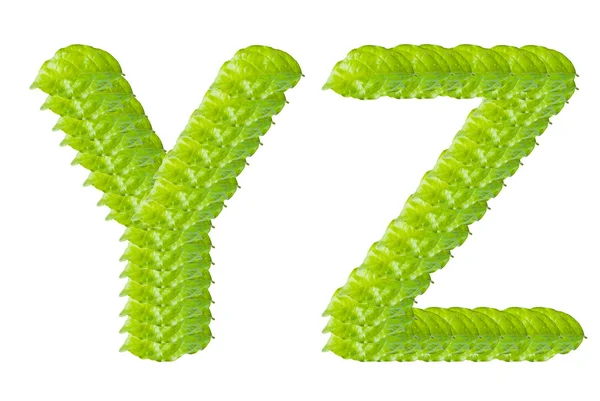 Πράσινο φύλλο, y και z αλφάβητο χαρακτήρα. — Φωτογραφία Αρχείου