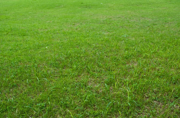 Yeşil çimen dokusu arkaplanı — Stok fotoğraf