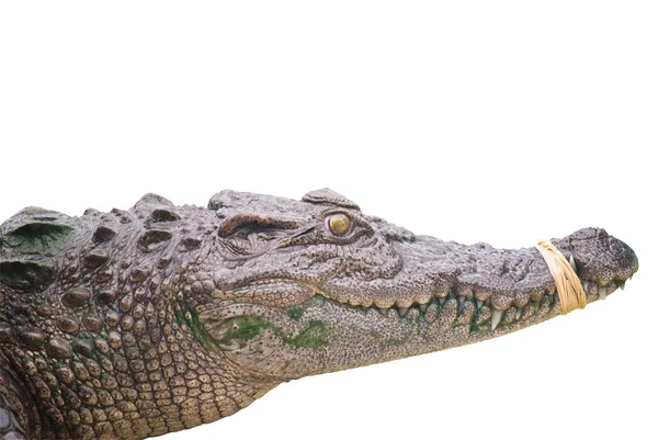 Krokodil mit Schneideweg isoliert — Stockfoto