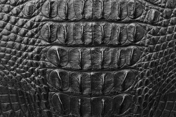 Crocodile skin texture background. — Stock Photo, Image