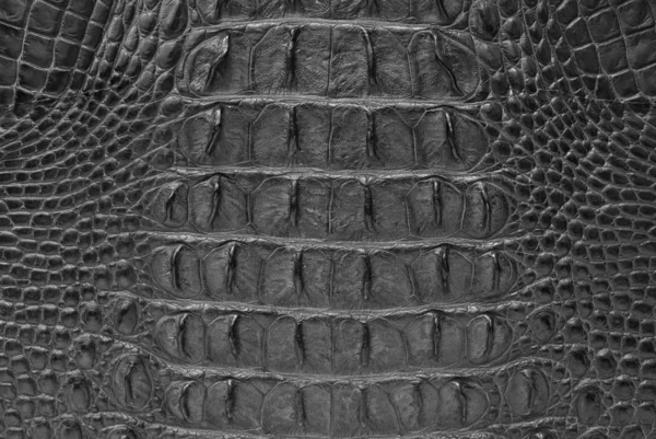 Krokodil hud konsistens bakgrund. — Stockfoto