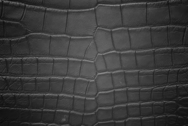 Tekstury skóry krokodyla brzuch. — Zdjęcie stockowe