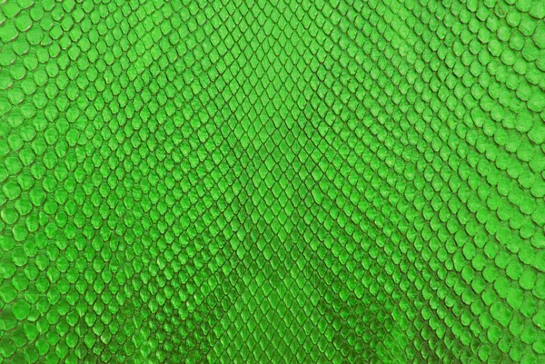 Vintage green crocodile belly skin texture. — Stock Photo, Image