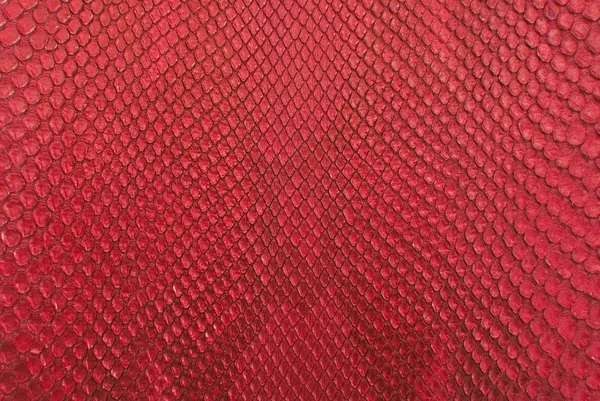Красная кожа крокодила на фоне текстуры кожи . — стоковое фото