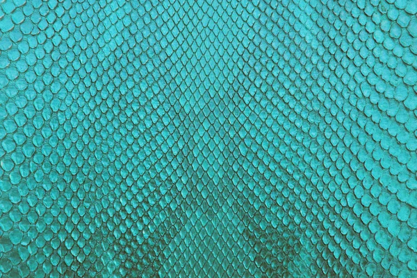Azul Cocodrilo de agua dulce piel de hueso textura de fondo . — Foto de Stock