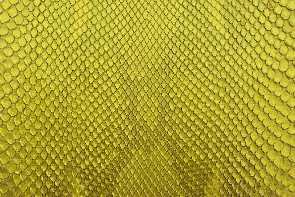 Krokodyl złota brzuch skóra tekstura tło. — Zdjęcie stockowe