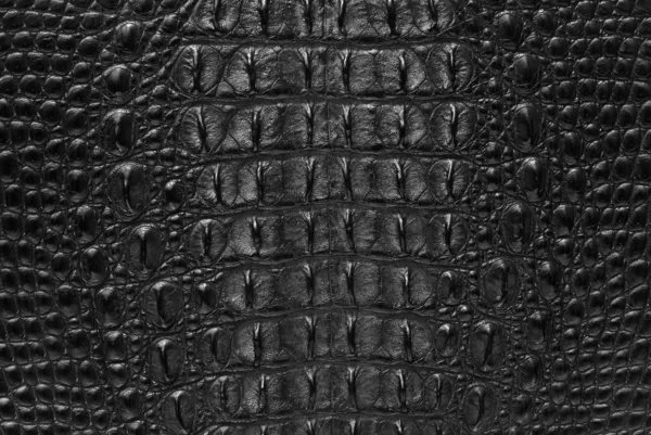 Freshwater crocodile bone skin texture background. — Stock Photo, Image