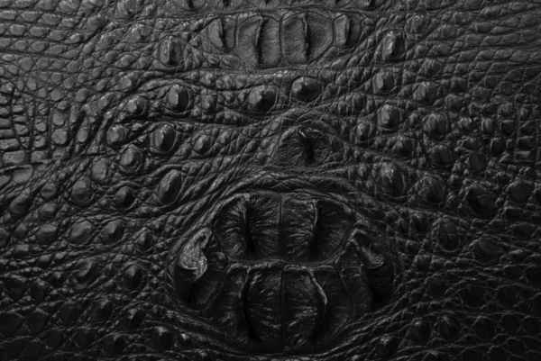 Freshwater crocodile bone skin texture background. — Stock Photo, Image