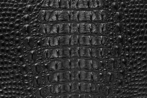 Crocodile d'eau douce texture osseuse fond de peau . — Photo