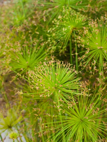 stock image Plant texture