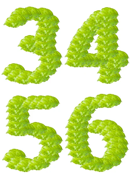 Zielony liść numery 3 4 5 6 znaków alfabetu. — Zdjęcie stockowe