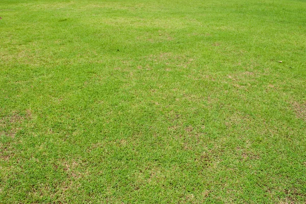 Grön gräs konsistens bakgrund. — Stockfoto