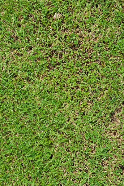 Зеленый цвет травы. — стоковое фото