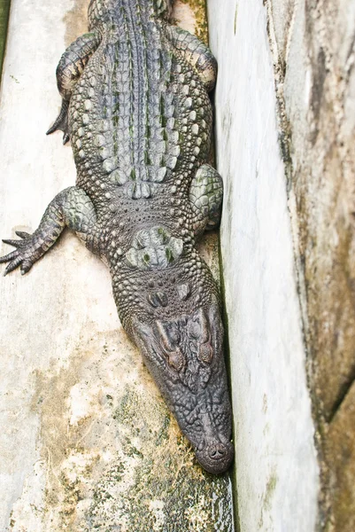 Crocodile d'eau douce — Photo