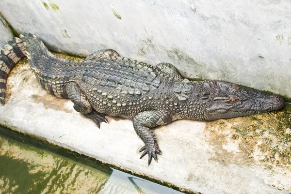 Пресноводный крокодил — стоковое фото