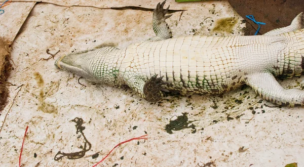 Sladkovodní krokodýl — Stock fotografie