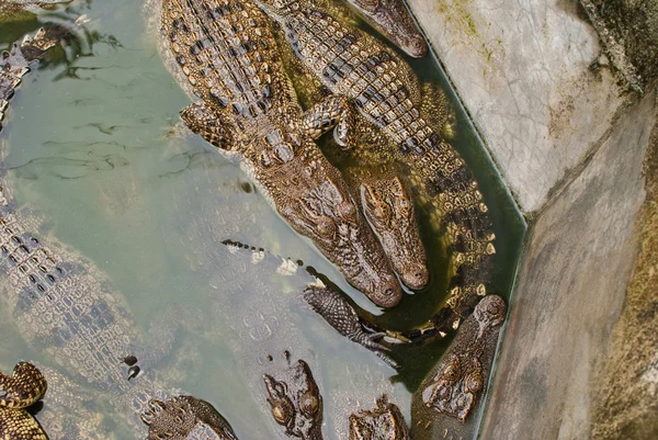 Crocodilo de água doce na raça de combinação . — Fotografia de Stock