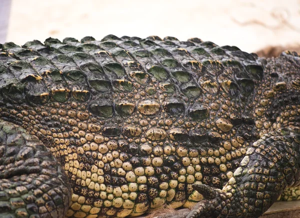 Crocodile d'eau douce dans la race mixte . — Photo