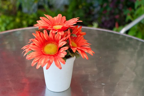 Beauty flower — Stock Photo, Image