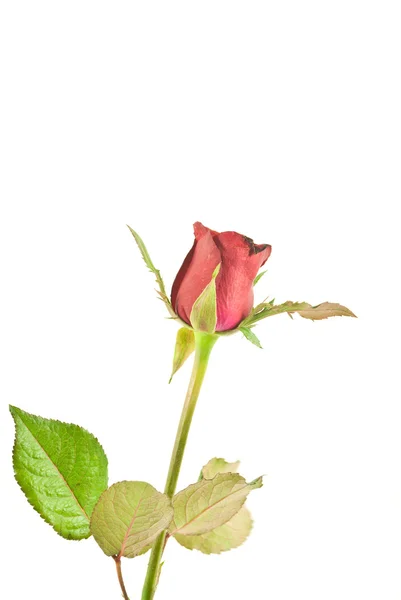 Rose rouge isolée sur le blanc — Photo