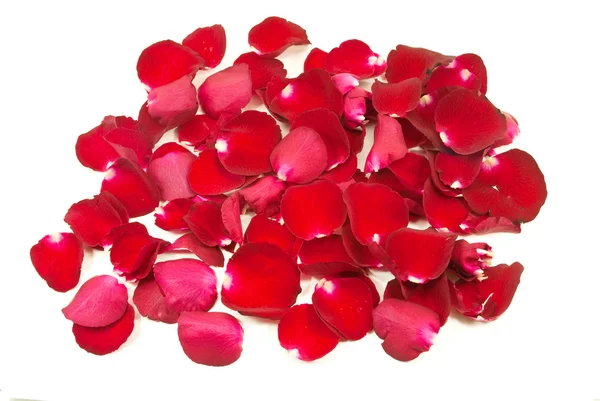 Rote Rose Textur Hintergrund. — Stockfoto