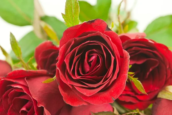 Close up red rose. — Stock Photo, Image