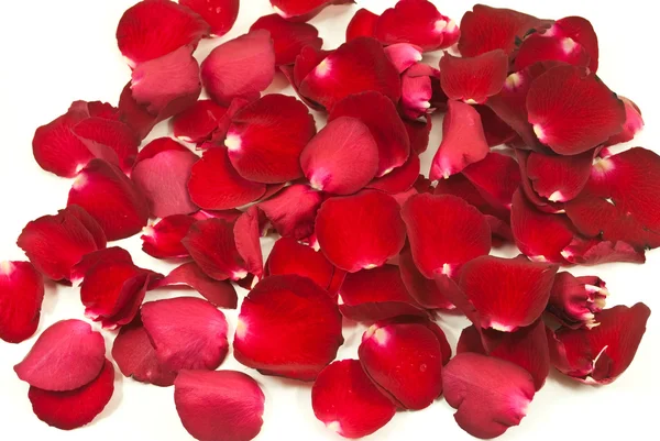 Rote Rose Textur Hintergrund. — Stockfoto