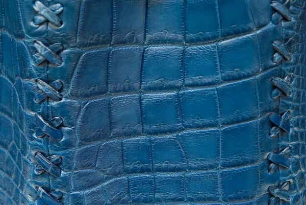 Freshwater crocodile belly skin texture background. — Stock Photo, Image