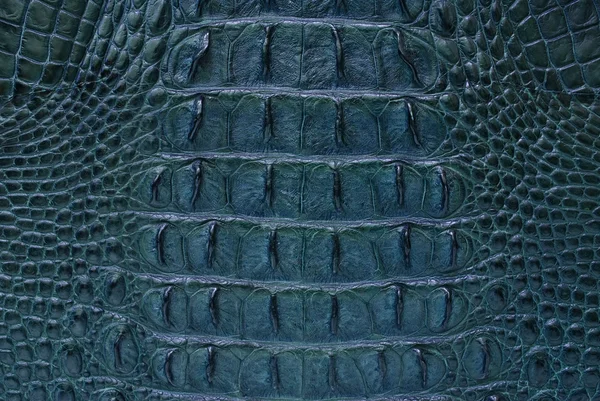 Bleu Crocodile d'eau douce texture osseuse fond de peau . — Photo