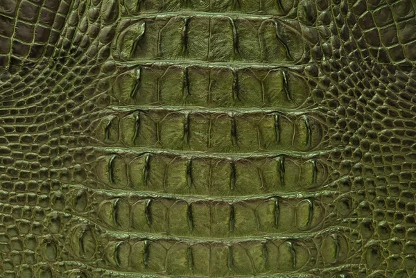 Verde de água doce crocodilo osso pele textura fundo — Fotografia de Stock