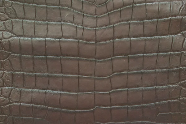 Krokodyl brzuch skóra tekstura tło — Zdjęcie stockowe