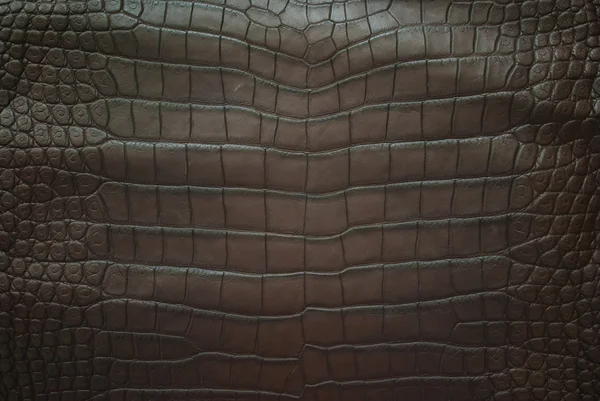 Água doce crocodilo barriga pele textura fundo — Fotografia de Stock