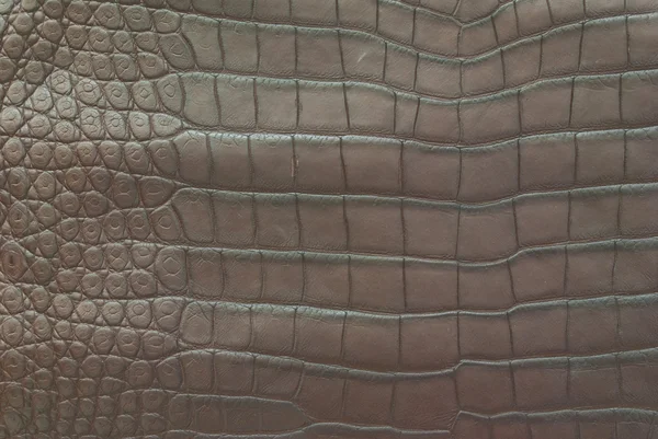 Édesvízi krokodil hasa bőr textúra háttér — Stock Fotó