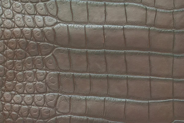 Sötvatten krokodil mage hud textur bakgrund — Stockfoto