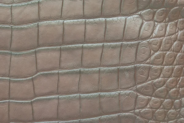 Sötvatten krokodil mage hud textur bakgrund — Stockfoto