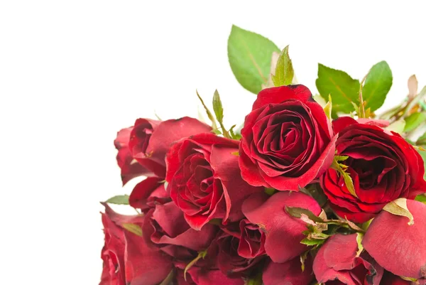 Rote Rose isoliert auf der weißen. — Stockfoto