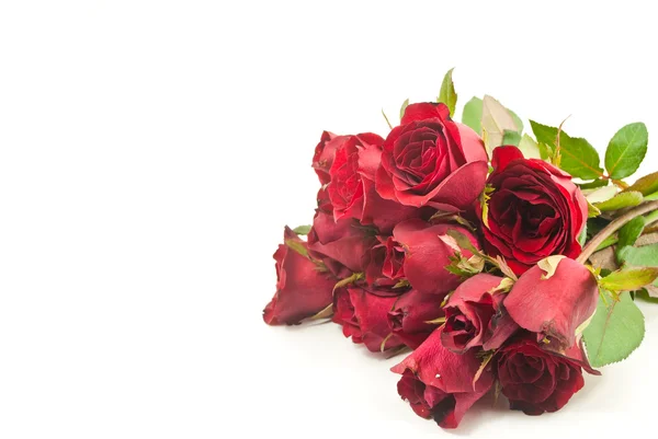 Červená růže izolovaných na bílém. — Stock fotografie