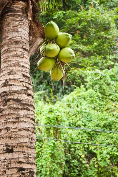 Coco verde en el parque . — Foto de Stock