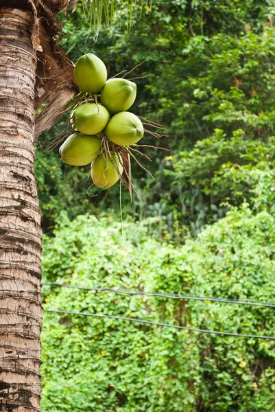 Coco verde no parque . — Fotografia de Stock