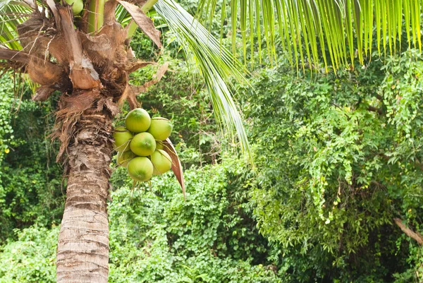 Zelený kokos v parku. — Stock fotografie