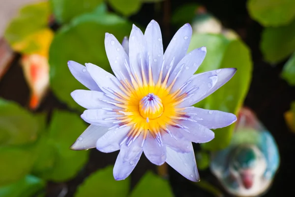 Purple lotus in the park — Stock Photo, Image