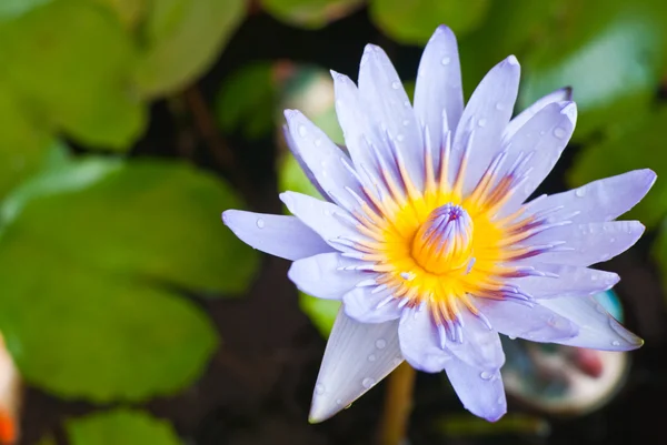 Purple lotus in the park — Stock Photo, Image