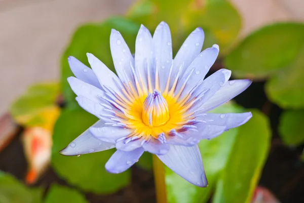 Close up purple lotus in the park — Stock Photo, Image