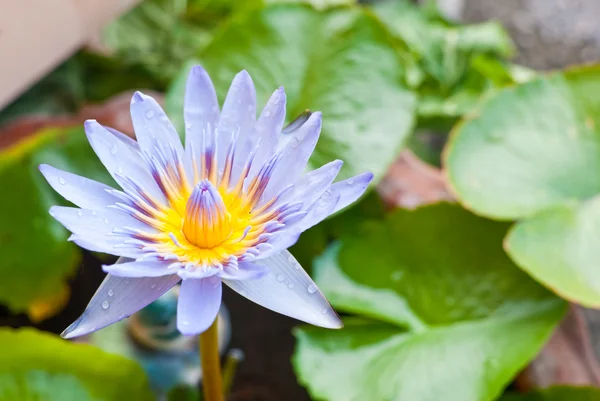 Close up purple lotus in the park — Stock Photo, Image