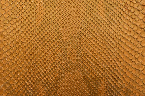 Gouden python slang huid textuur achtergrond — Stockfoto
