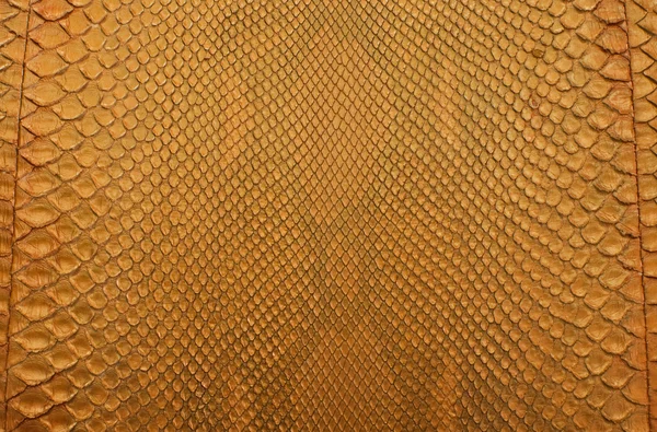 Gold python snake skin texture background — Stock Photo, Image