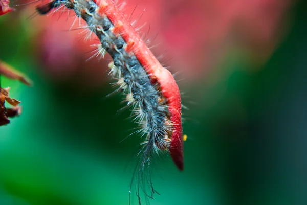 Stock image Caterpillar